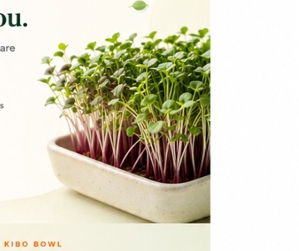Living microgreens tray