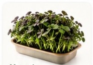 Mustard microgreens