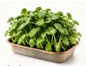 Sunflower microgreens